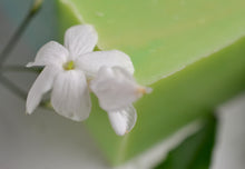 Load image into Gallery viewer, Sequim Sky Body Soap | Coconut-Free
